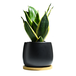 虎皮兰绿植室内净化空气植物虎尾兰耐阴好养荷花兰办公室桌面盆栽