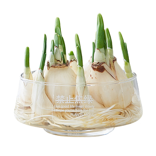 【带花瓶】漳州水仙花种球盆栽水培水养室内花卉绿植冬季浓香植物