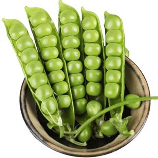 现摘新鲜豌豆9斤带壳青豆角粒云南应当季农家蔬菜甜豆荚整箱包邮