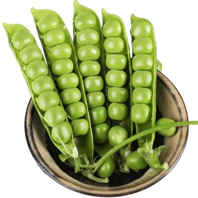 新鲜现摘带壳豌豆包邮！
