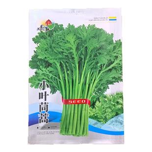 皇帝菜中叶茼蒿种子青菜种籽春菊菜种茼蒿菜种籽种四季蔬菜孑菜籽