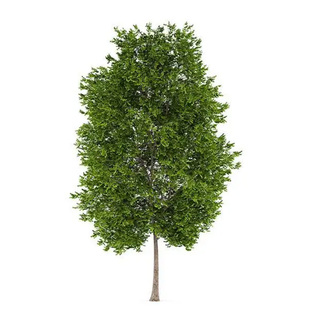 金叶银杏树活苗大苗庭院别墅绿化苗木行道树白果树大树南北方种植