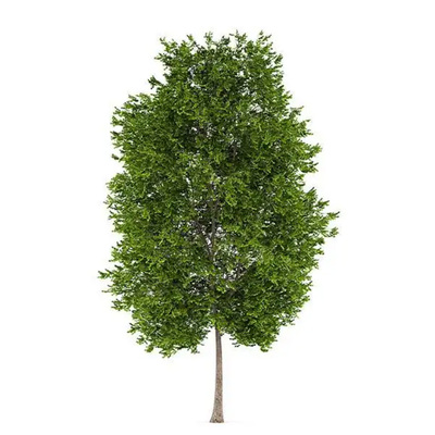 银杏树白果树庭院别墅绿化专用