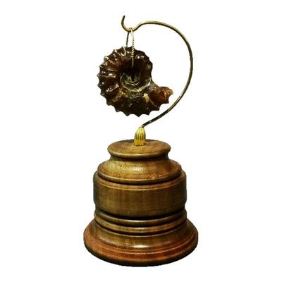 菊石羊角螺发财转运螺天然真化石