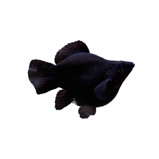 【植素源】胎生鱼大号热带淡水鱼观赏活鱼好养新手成鱼套餐观赏鱼