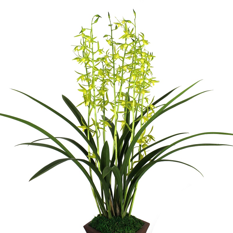 兰花大王 兰花苗 国兰 墨兰 金华山 白墨 企黑 银边 绿色植物盆栽