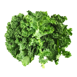 羽衣甘蓝种籽冬宝种子进口兰四季春季荷兰秋冬季蔬菜种孑禾之元菜