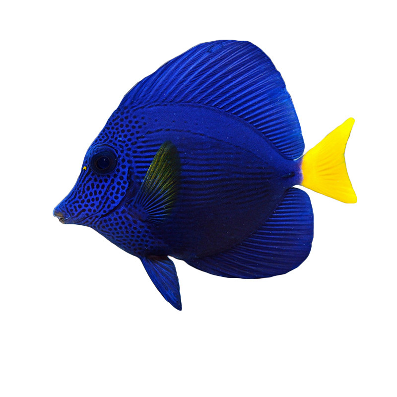 紫吊活体海水鱼海缸食藻检疫包活