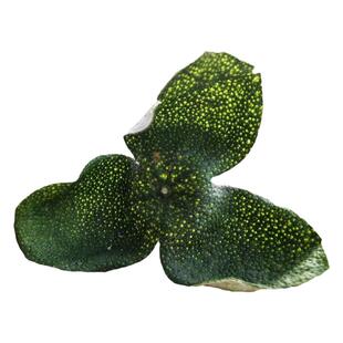 2023新会2年陈梅江圈枝陈皮 天马 东甲原枝大青皮原产地自摘生晒