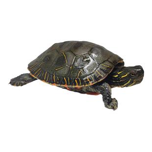 东锦龟红腹西部锦龟观赏深水龟鳖鱼缸混养宠物龟东部吃粪火焰龟苗