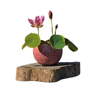 周劲松【朝露影】家庭种植小微型盆栽窗阳露天台水生碗莲荷花种苗