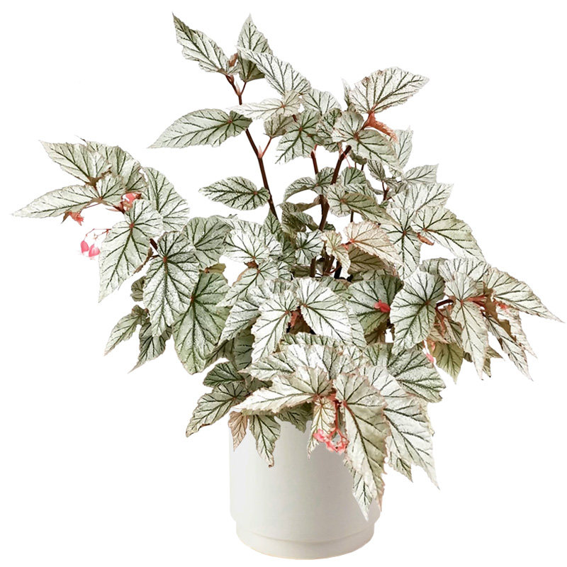 网红观叶秋海棠新奇开花盆栽植物