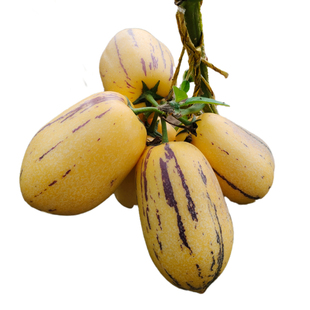 甘肃民勤现摘沙漠人参果娃娃新鲜水果黄肉大果人生果长果整箱包邮