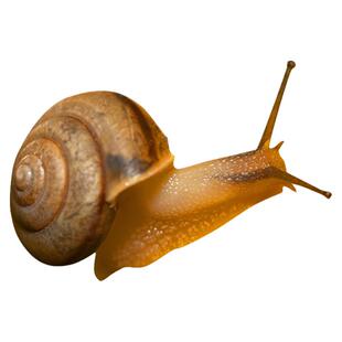 野生田园灰巴小蜗牛活体幼儿小朋友上课白玉灰巴活体蜗牛活体宠物