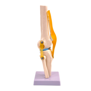 膝关节模型附韧带人体骨骼教学练习医用功能展示肩颈脊椎骨架骨科