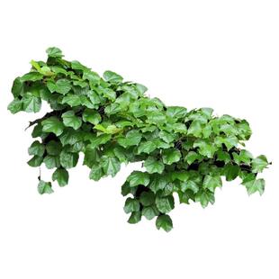 花叶小叶扶芳藤耐寒爬藤花卉攀缘植物卫矛四季常青可护坡绿植
