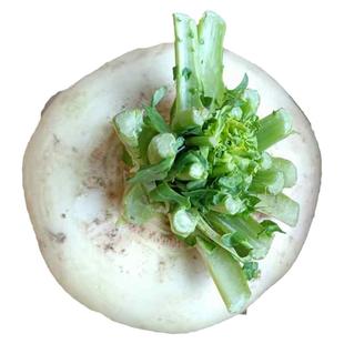 温州特产农家盘菜新鲜蔬菜扁萝卜大头菜白玉盘菜头 5斤
