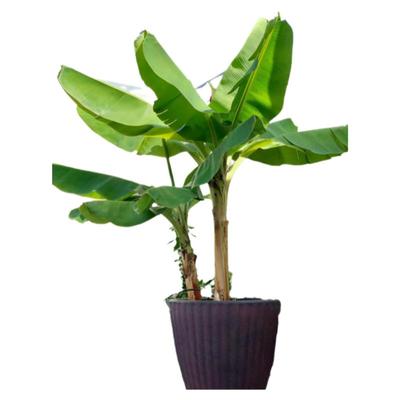 庭院绿植芭蕉苗北方耐寒观赏芭蕉树苗桩盆栽大叶植物盆景四季可养