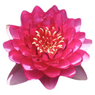 塔莎的花园睡莲水培植物四季室内花卉莲花种孑荷花黑美人水生块根