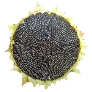 油葵种子矮大头油用向日葵懒汉出油王早熟高产抗病防鸟害出油率高