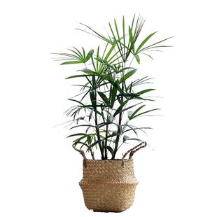 细叶金山棕竹小叶棕竹绿植净化空气植物盆栽室内耐荫耐寒客厅阳台