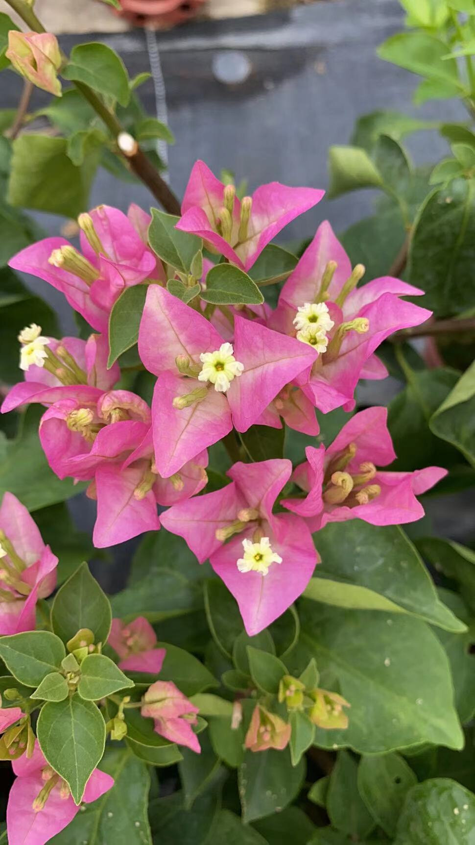 (娇娇家)新品末代皇后 台湾 小画报三角梅 颜色多变粉 奶白色