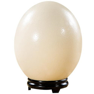 新鲜鸵鸟蛋送礼佳品食用驼鸟蛋农场直销超特大号端午五月节特惠