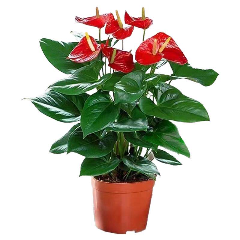 花卉绿植客厅红掌吸甲醛