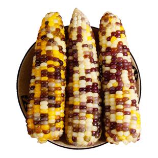 花甜粘玉米新鲜彩糯玉米棒段真空包袋装无糖精加热即食天勤生产