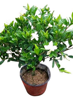 芳香花卉成品庭院四季常青