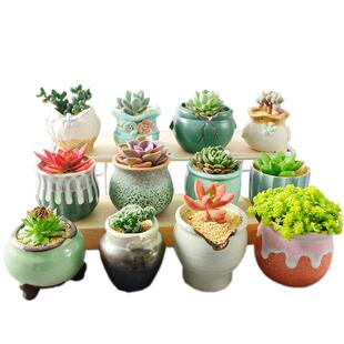 多肉植物精品小盆栽盆景肉肉植物室内绿植花卉好养多肉组合包邮