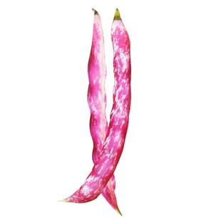 黄金钩油豆种子早熟黄豆角种籽东北架芸豆春秋季大田菜豆蔬菜种孑