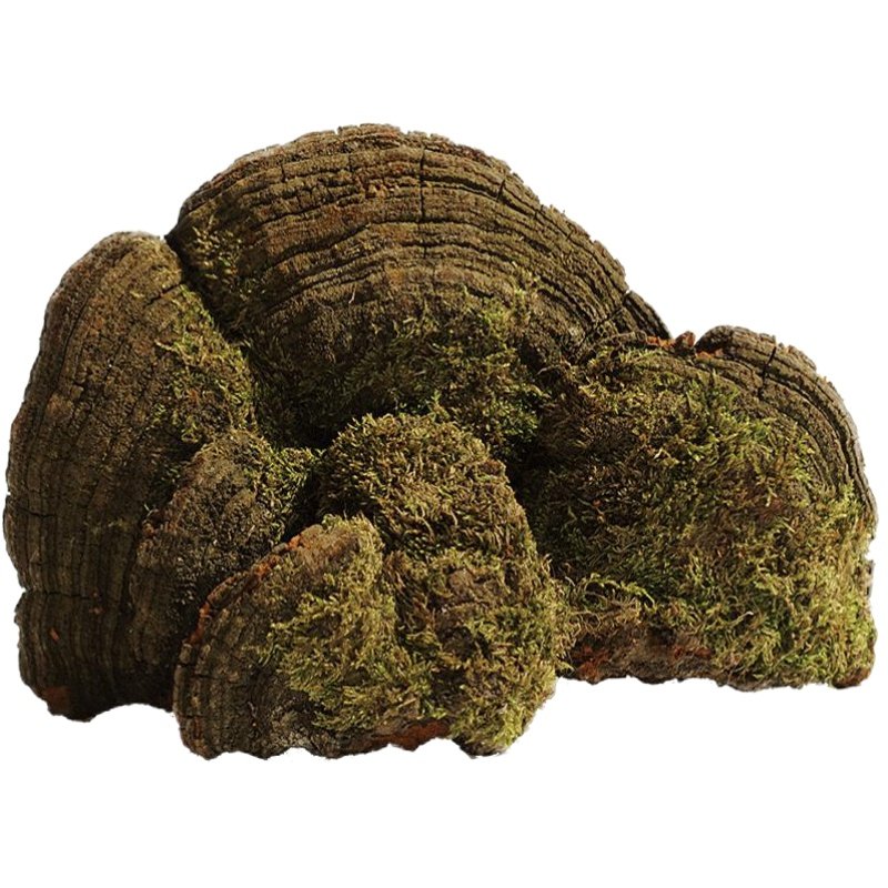 三京堂松针层孔菌长白山500g