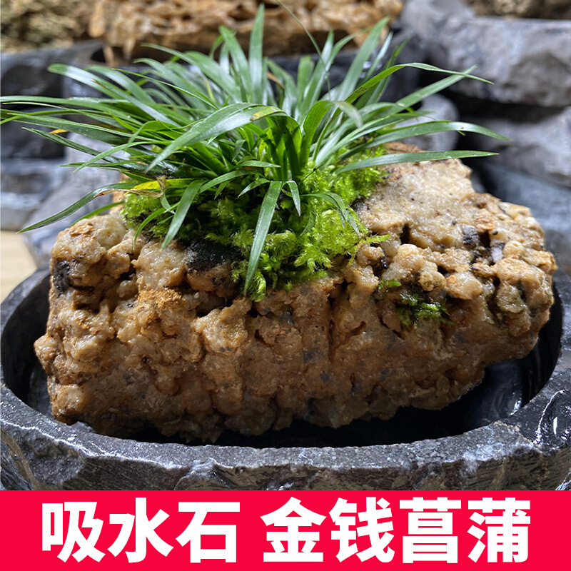 金钱菖蒲迷你小盆景菖蒲附石菖蒲草金钱菖蒲草菖蒲盆景菖蒲吸水石-封面