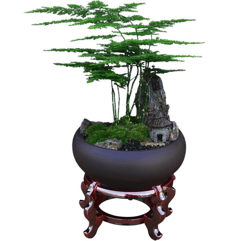 室內(nèi)綠植盆栽文竹辦公室桌面植物小葉紫檀黃楊羅漢松發(fā)財樹真盆景