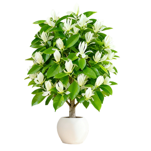 白兰花盆栽黄角兰大树苗玉兰花卉植物室内阳台绿植带花苞花镜植物