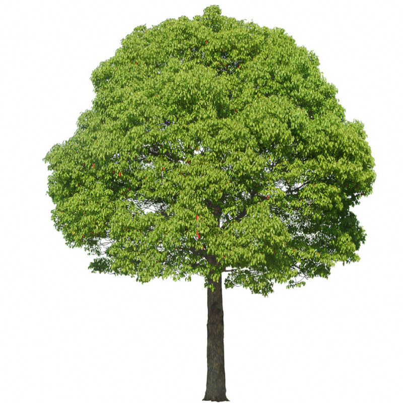 白腊绿植盆栽盆景老桩绿化苗木