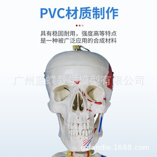 教学170CM全身人体骨骼模型附肌肉韧带骨盆瑜伽关节可拆结构骨架
