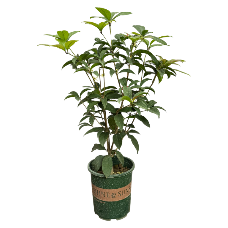 【实拍发货】桂花盆栽四季浓香型