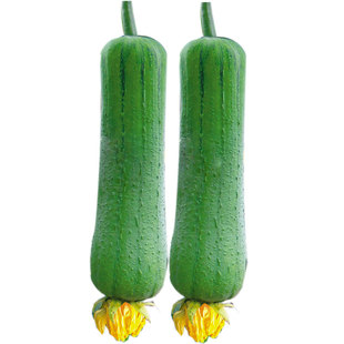 胖胖肉丝瓜种子种籽早熟高产新品种春季蔬菜孑子短棒籽种水瓜南方