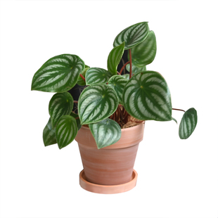 西瓜皮椒草麒麟瓜ins风懒人植物好养园艺室内盆栽送礼植迷