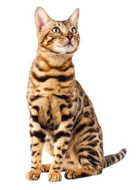 【豹猫鉴定】1V1纯鉴定●不卖猫