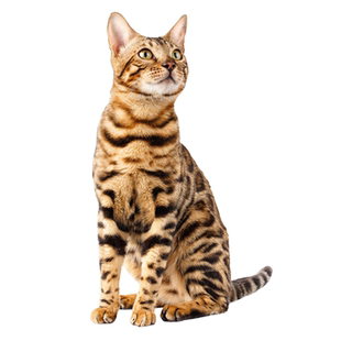 豹猫品相鉴定估价猫品相宠物鉴定豹猫鉴别猫金银豹雪豹孟加拉豹猫