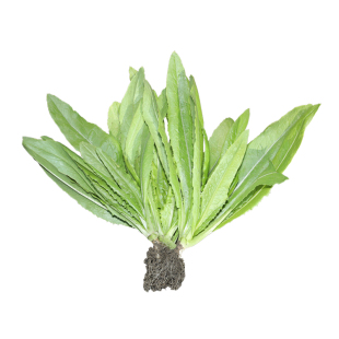 油麦菜种子四季播青菜种籽仔菜籽盆栽籽种蔬菜孑春天种的菜种大全