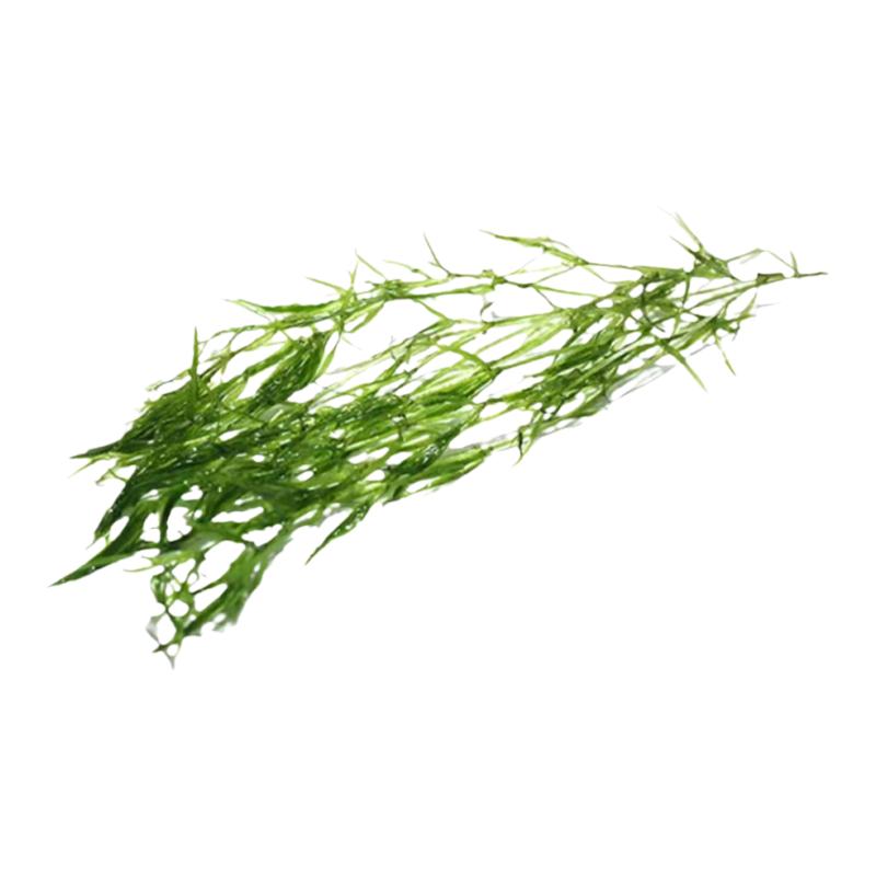 竹节草水草带跟印度小竹节草绿菊蜈蚣草金鱼藻羽毛草鱼缸水草植物