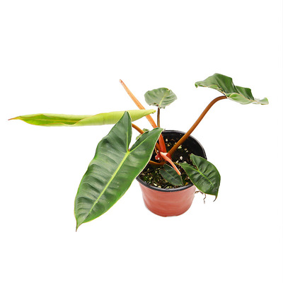 伴兮 蔓绿绒合集热带植物大叶耐阴办公室内桌面绿植盆栽ins风热植