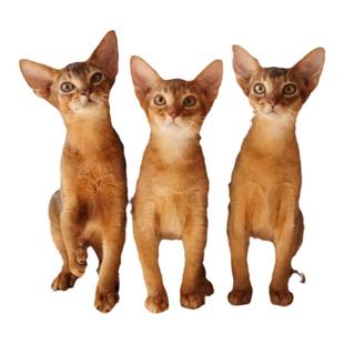 纯种阿比西尼亚猫红色原始色蓝阿比宠物猫活体不掉毛血统猫舍