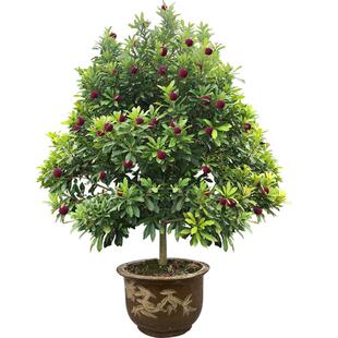 浙江东魁杨梅树大树苗嫁接当年结果黑炭果树果苗庭院盆栽带大土球