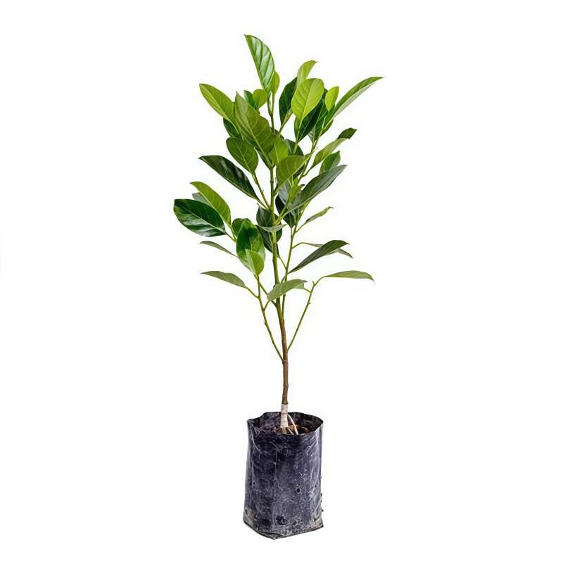 四季印尼红菠萝蜜苗菠萝蜜嫁接苗