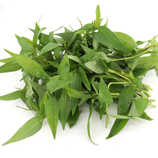 新鲜叻沙叶拉莎叶拉沙叶 香柳叶叻沙叶鱼生草 泰国菜东南亚菜食用